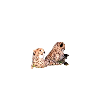 Two Adorable Cheetah Cubs Resting In The African Grasslands, Capturing Wildlife Beauty. 17217 - Cat PNG image with transparent background